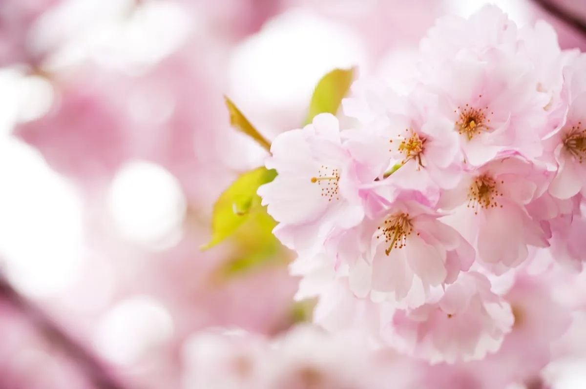 Nordic IVF Göteborg AB