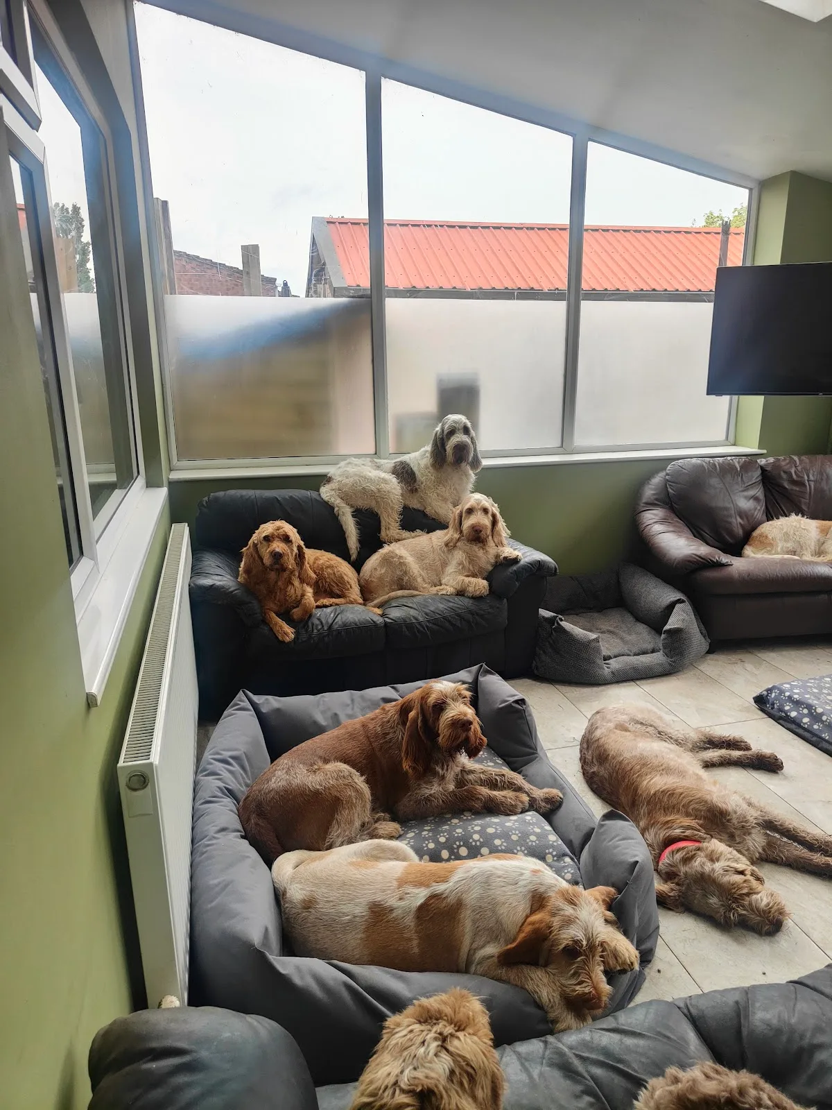 Fair Hero Canine Fertility — photo 3