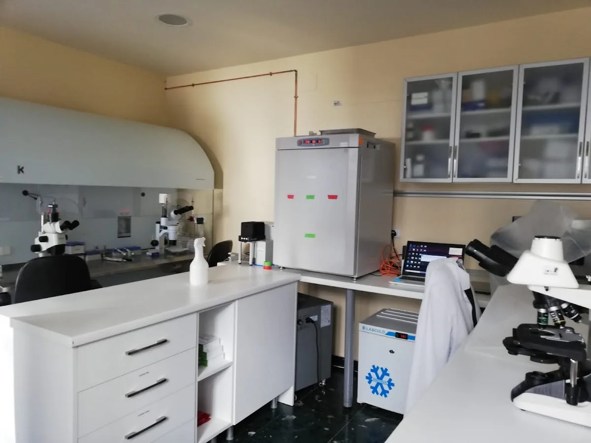 Invitro Fertilization ruber — photo 2