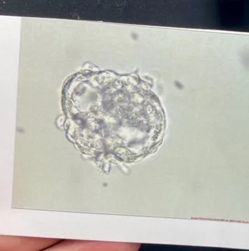 Michigan Center for Fertility &amp; Women's Health - Dr. Nicole Budrys — photo 5