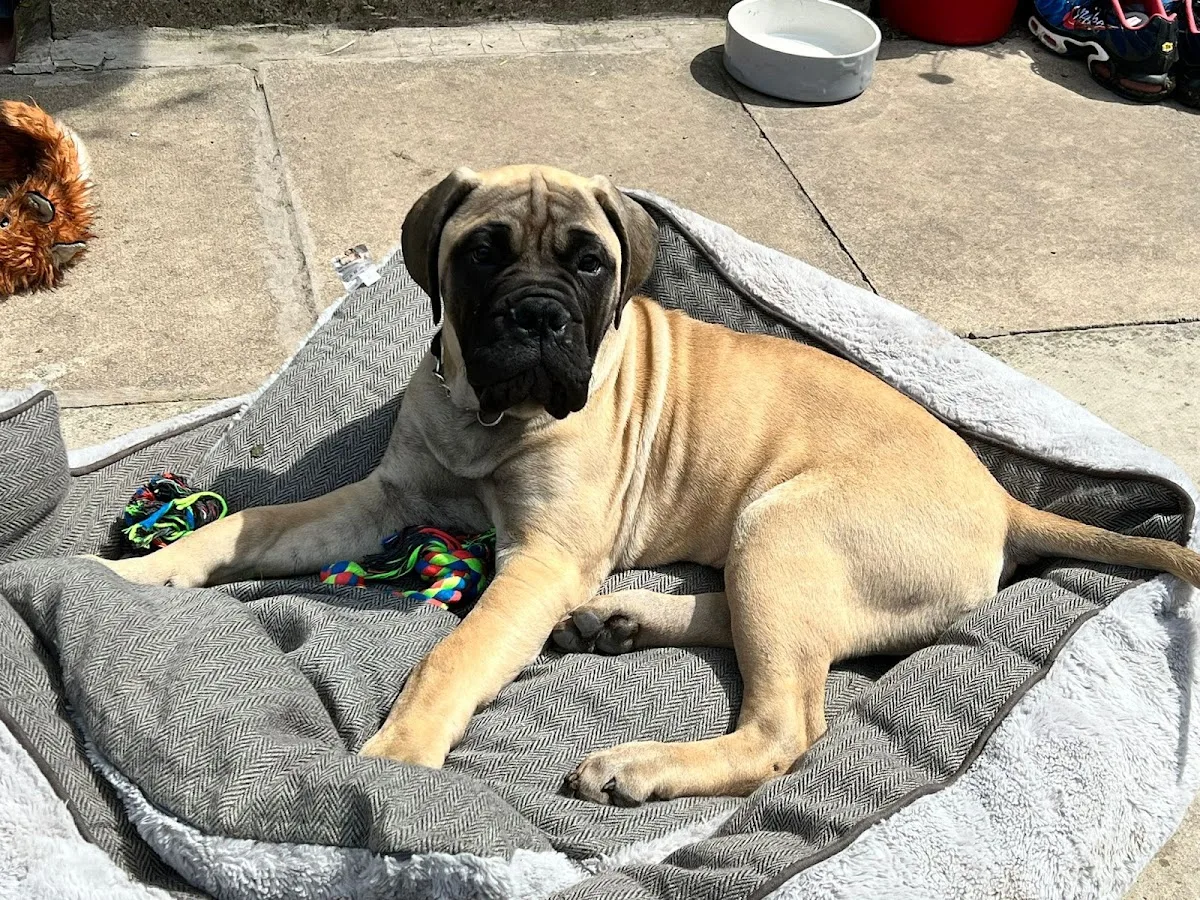 Pet-Ultrasound Scanning and Canine Fertility Clinic — photo 4