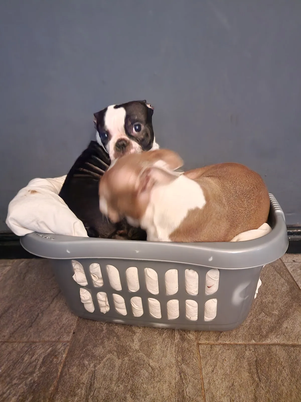 Pet-Ultrasound Scanning and Canine Fertility Clinic