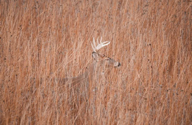 Saginaw
