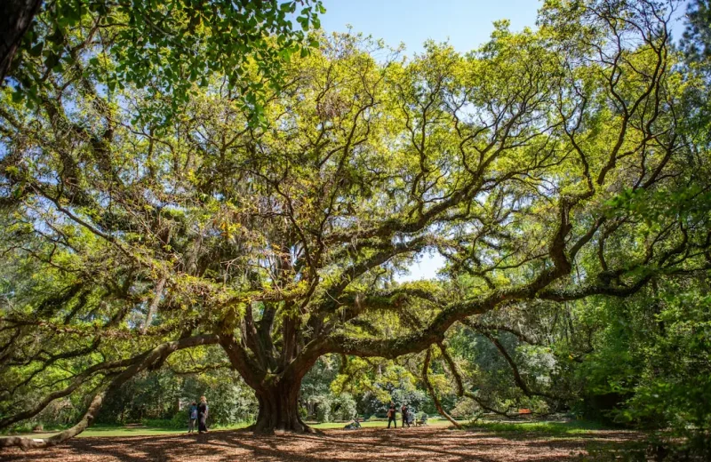 Tallahassee