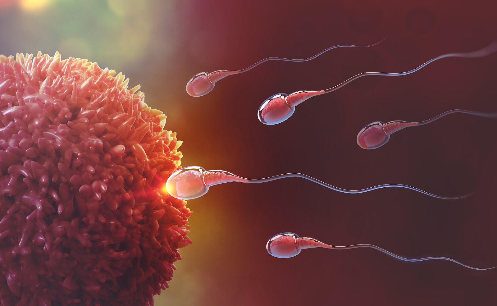 P4 Fertility — photo 4