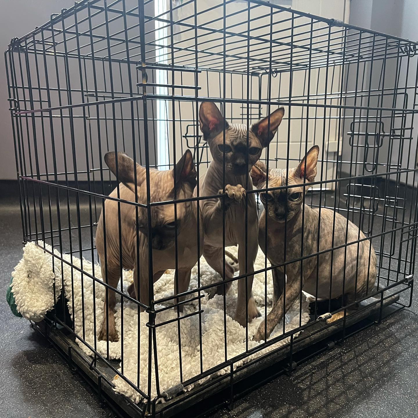 Lancashire k9 clinic — photo 4