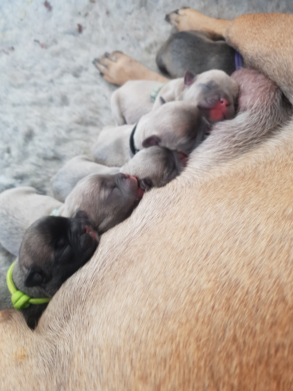Pet-Ultrasound Scanning and Canine Fertility Clinic — photo 5