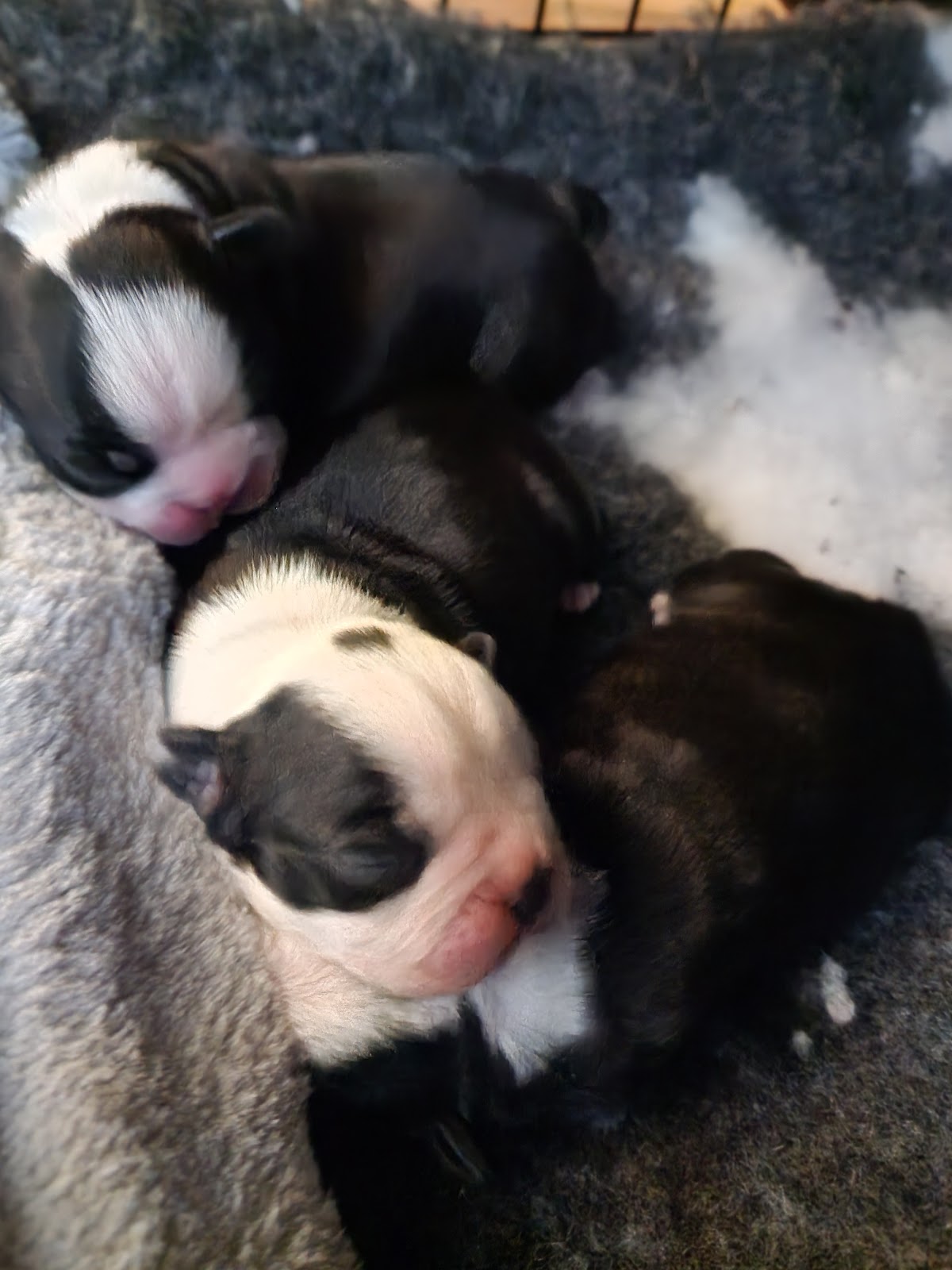 Pet-Ultrasound Scanning and Canine Fertility Clinic — photo 2