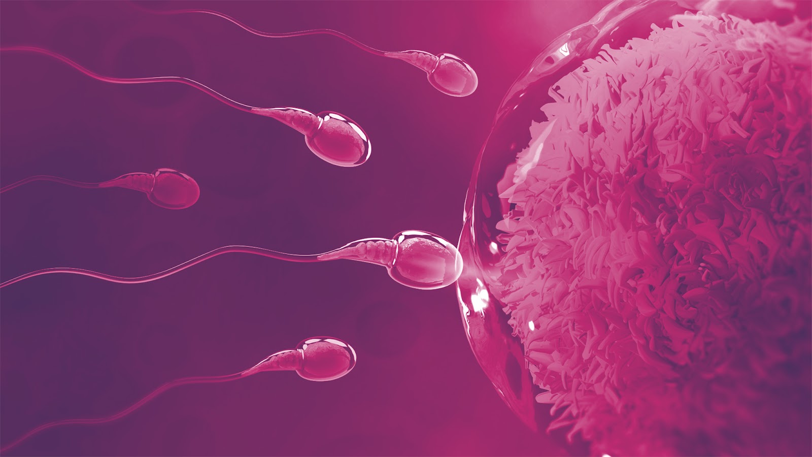Vis Procreandi - Fertility Center — photo 4