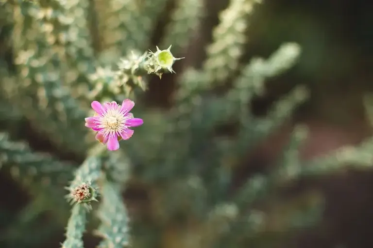 Desert Seed Fertility