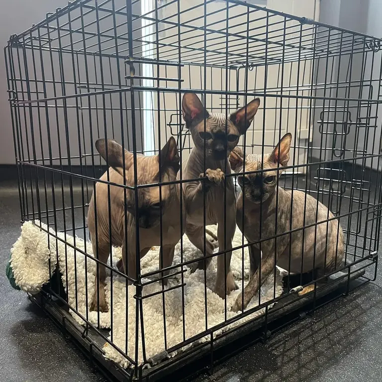 Lancashire k9 clinic