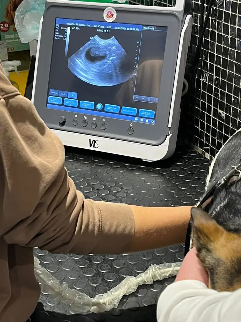 Lancashire k9 clinic — photo 2