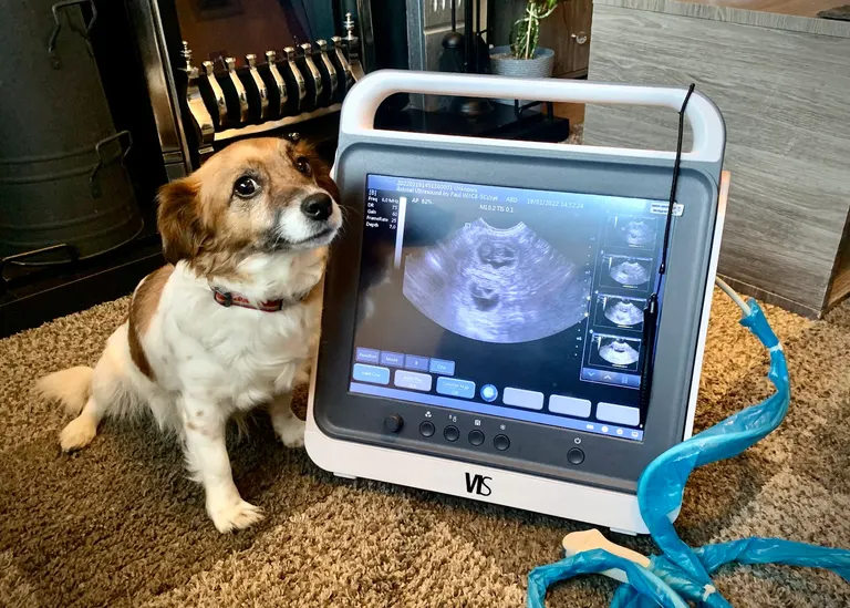 Animal Ultrasound by Paul Wilson — photo 2