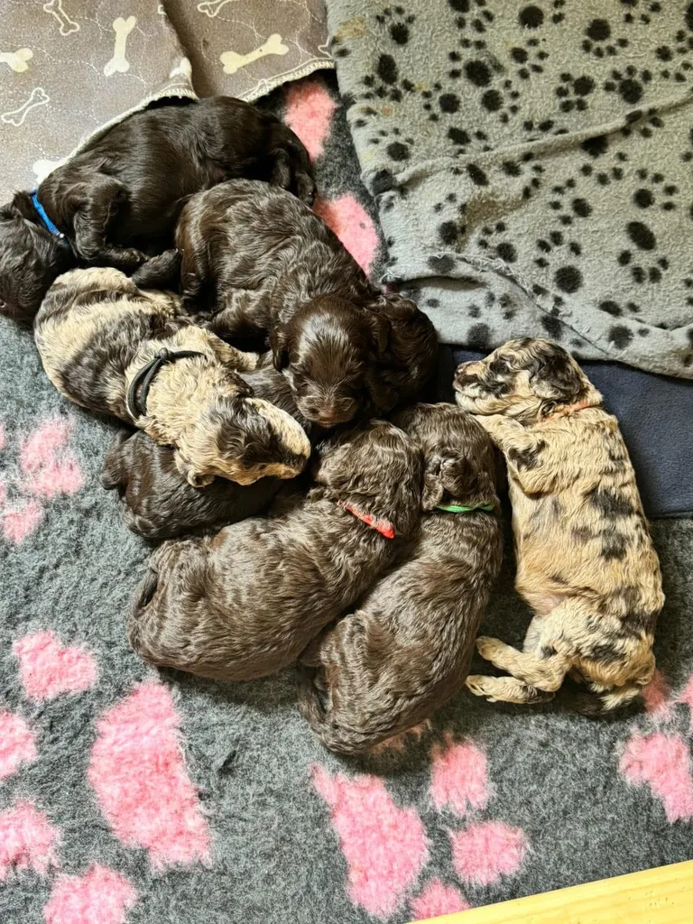 Hull Canine Fertility Clinic — photo 2
