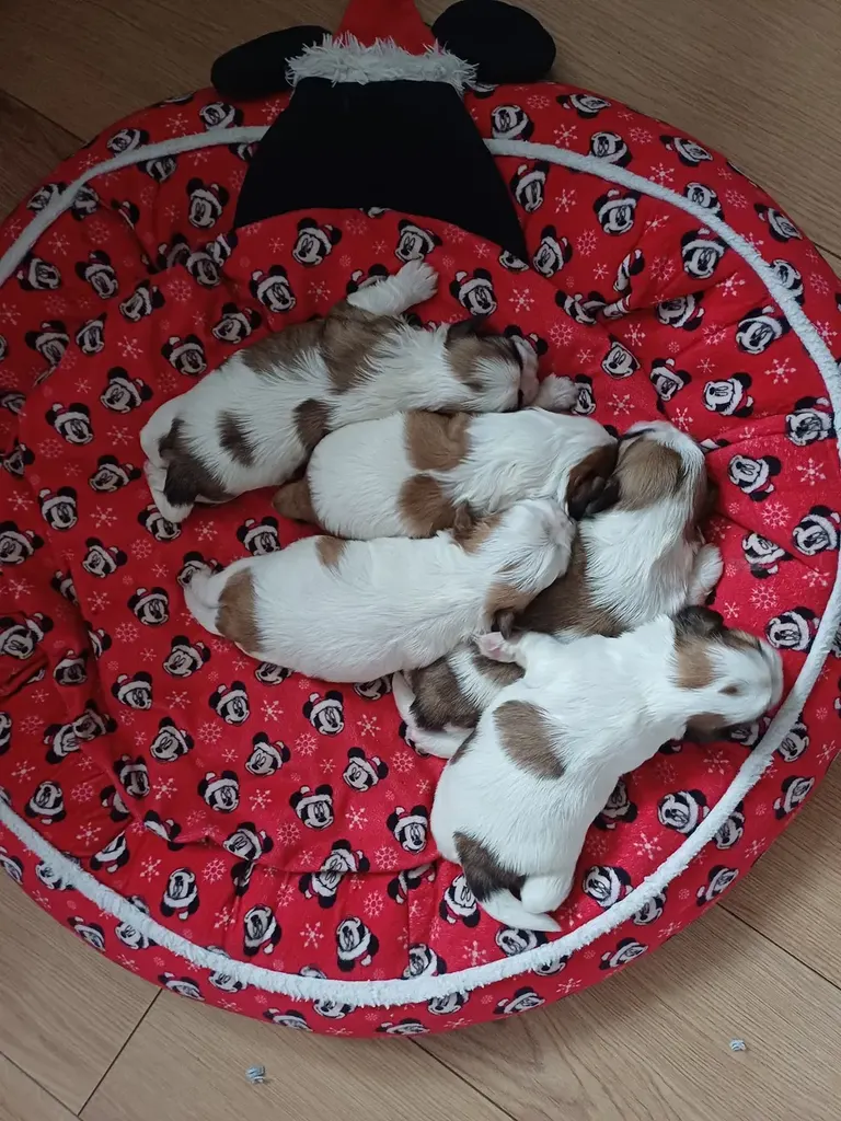 Hull Canine Fertility Clinic — photo 3