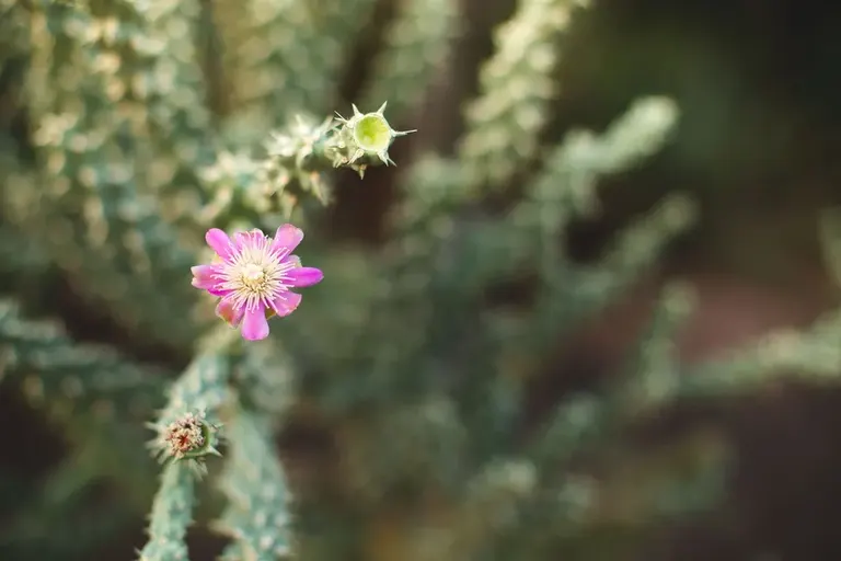 Desert Seed Fertility — photo 2